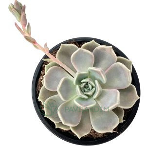 Graptoveria Alabaster Gem