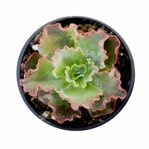 Echeveria Curly Locks