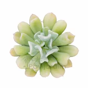 Echeveria Dagda