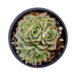 Echeveria Porpusorum Green Gilva