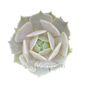 Echeveria Lola