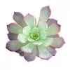 Echeveria Laulensis