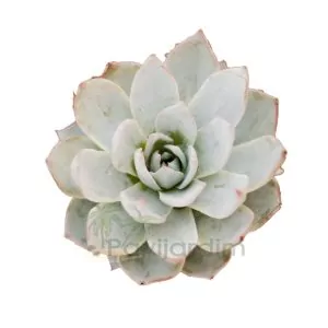Echeveria Peacockii