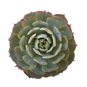 Echeveria Pumila