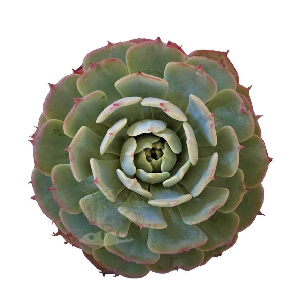 Echeveria Pumila Echeveria Pumila