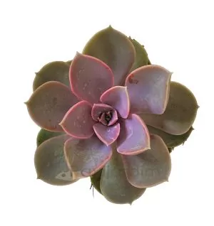 Echeveria Perle Von Nurnberg