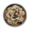 Echeveria Purposorum