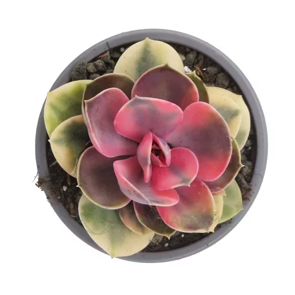 0075 Echeveria Rainbow Echeveria Rainbow