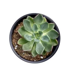 Echeveria Setosa Oteroi