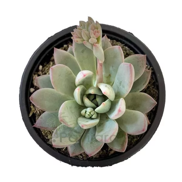 0092 Echeveria Texensis Zaragoza_Vaso 10,5 (2) Echeveria Yummie