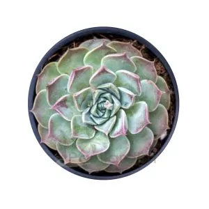 Echeveria Halbingeri