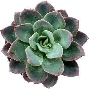 Echeveria Blue Prince