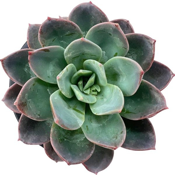 Echeveria Blue Prince
