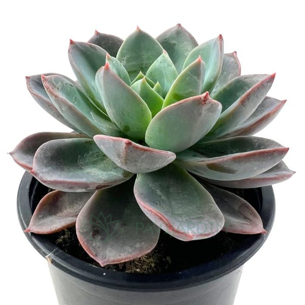 Echeveria Blue Prince