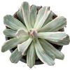 Echeveria 'Hoveyi' Variegata