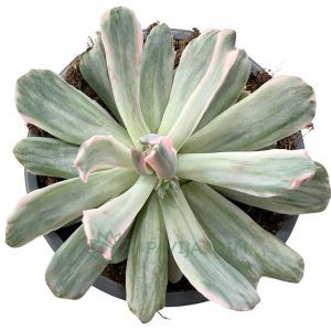 Echeveria 'Hoveyi' Variegata