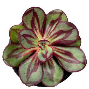 Echeveria Nodulosa