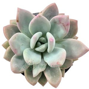 Echeveria Opalina