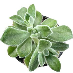Echeveria Pulvinata Frosty