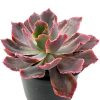 Echeveria Purple Dance