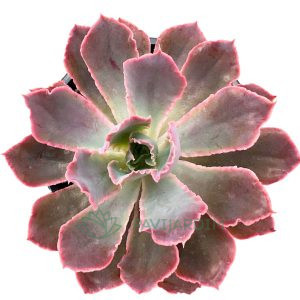 Echeveria Purple Dance