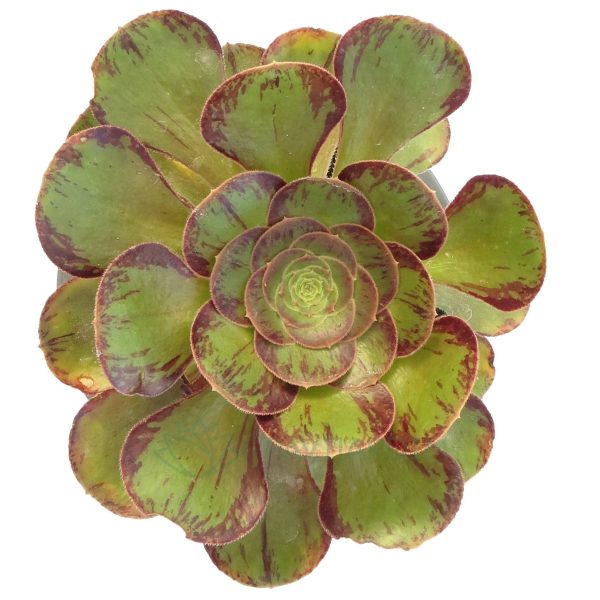 ae0004-Aeonium-arboreum-var-holochrysum