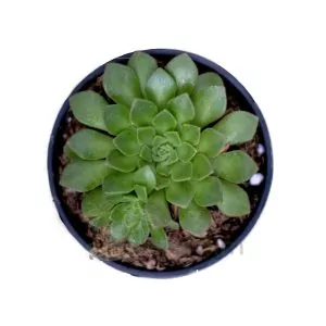 Aeonium Nogalesii 'Cup Cake'