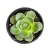 Aeonium Diplocyclum