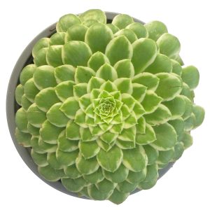 Aeonium Emerald Ice