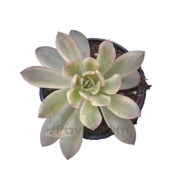 0100 Echeveria 'Minibelle' Variegata Echeveria Minibelle Variegata