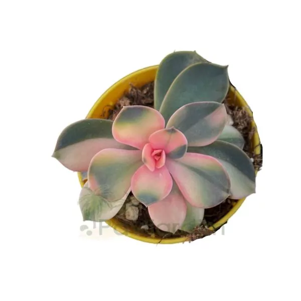Echeveria Perle Von Nurnberg Variegata