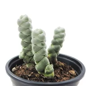 Crassula Plegmatoides