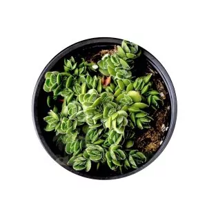 Crassula Lanuginosa vr Pachystemon 'David