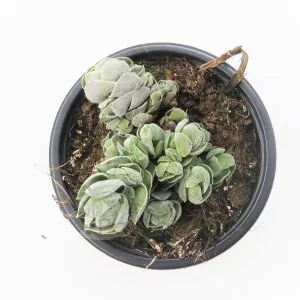 Crassula Pangolin