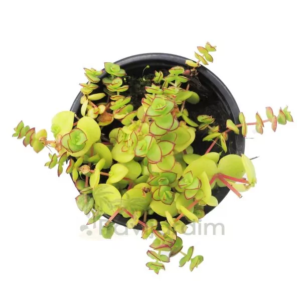 CR023 CRASSULA PELLUCIDA_VASO10,5 Crassula Pellucida