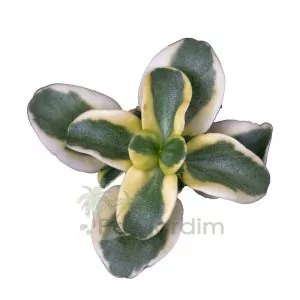 Crassula Multicava Variegata