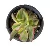 Crassula Ovata Lemon and Lime