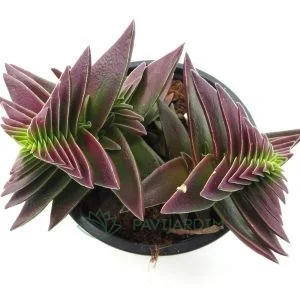 Crassula Capitela Subs. Thyrsiflora Red Pagoda