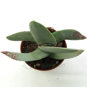 Crassula Perfoliata var. Falcata