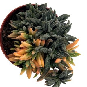 Crassula Justi Corderoyi Variegata