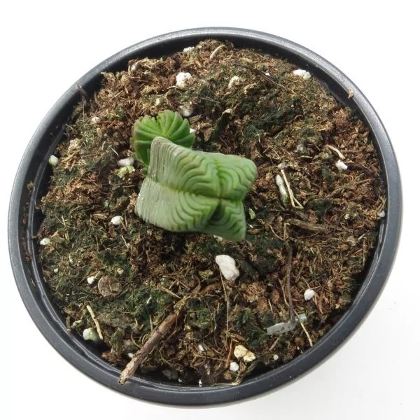 Crassula Pyramidalis