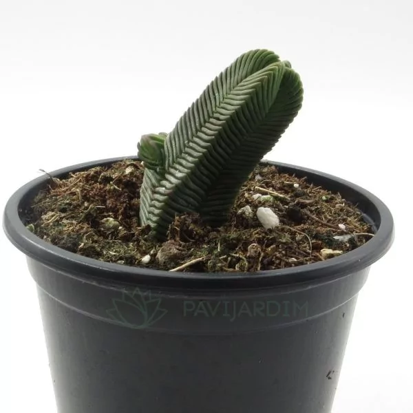 Crassula Pyramidalis (2) Crassula Pyramidalis