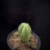 Euphorbia Fruticosa Enermis