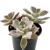 Graptopetalum Paraguayense