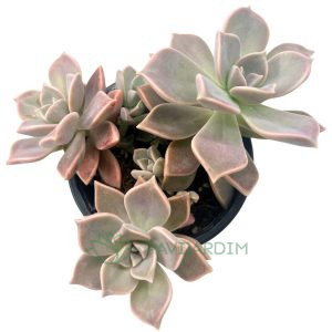 Graptopetalum Paraguayense