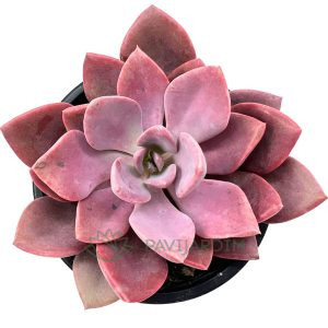Graptoveria Debbie