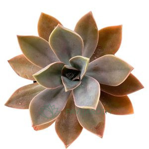 Graptoveria Fred Eyves