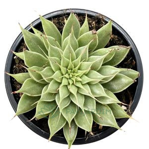 Graptoveria Silver Star