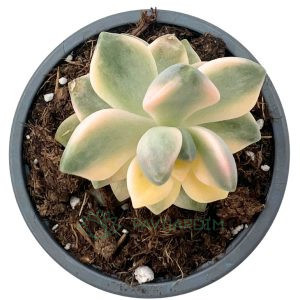 Graptoveria Titubans Variegata