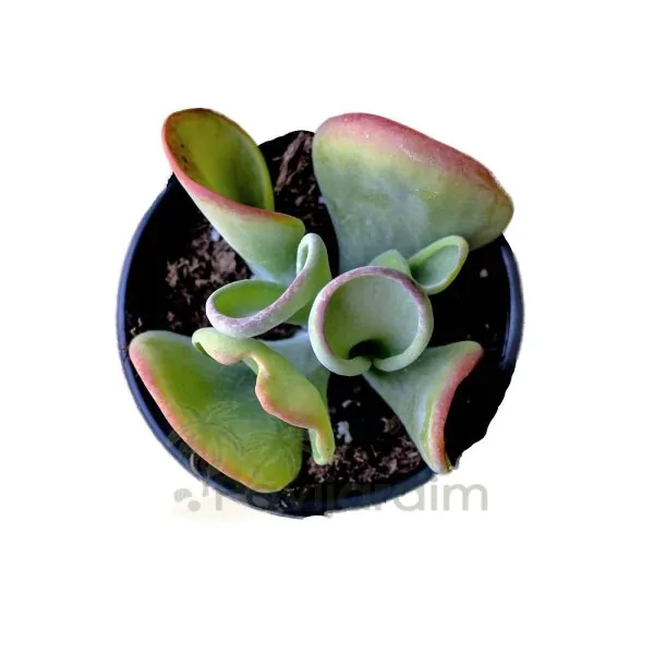 Kalanchoe Thyrsiflora Monstruosa